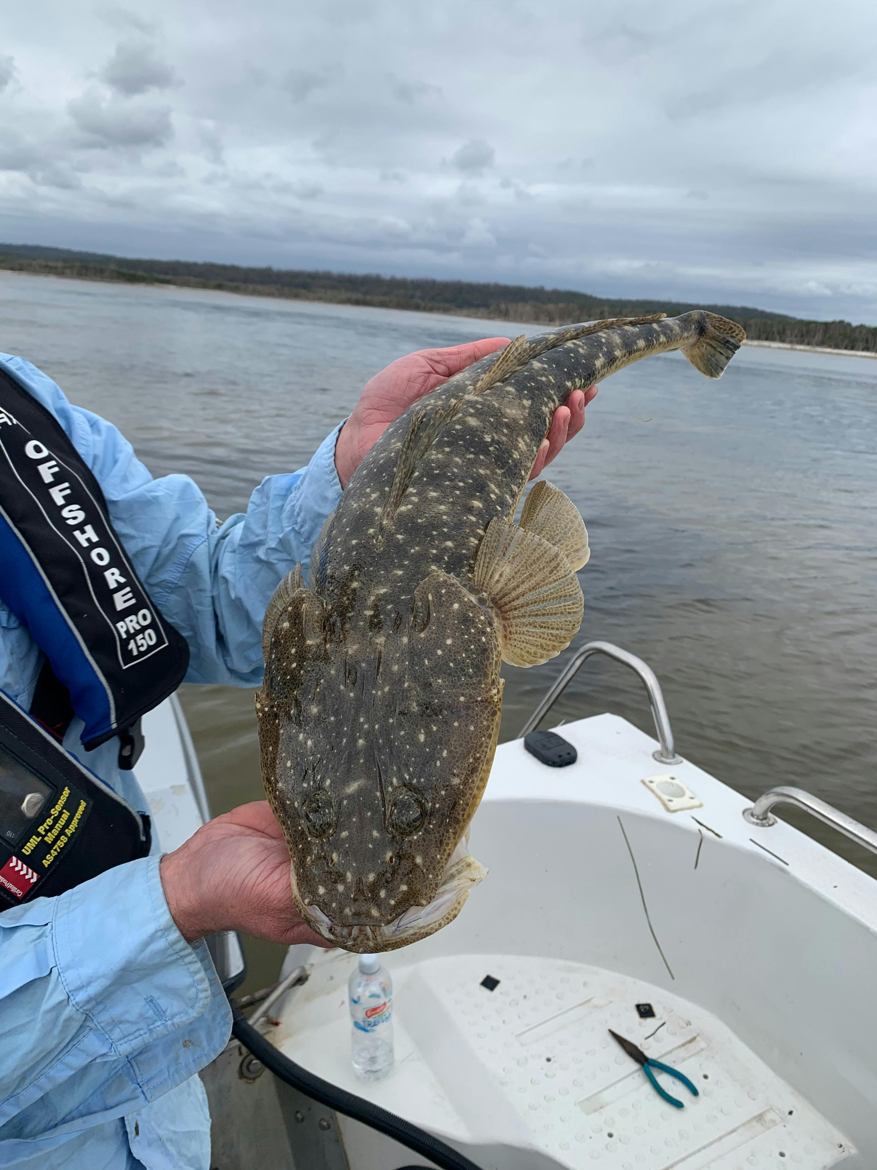 Dusky Flathead