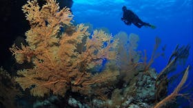 Silver City Dive Site