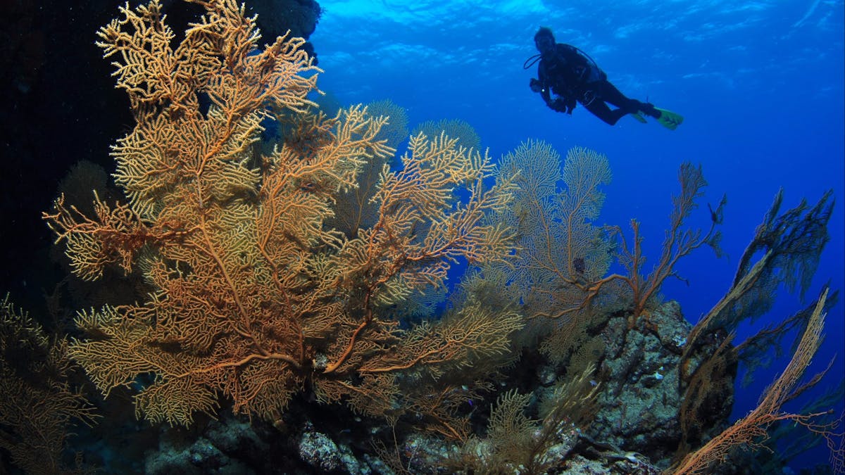 Silver City Dive Site