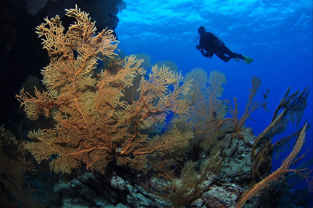 Silver City Dive Site