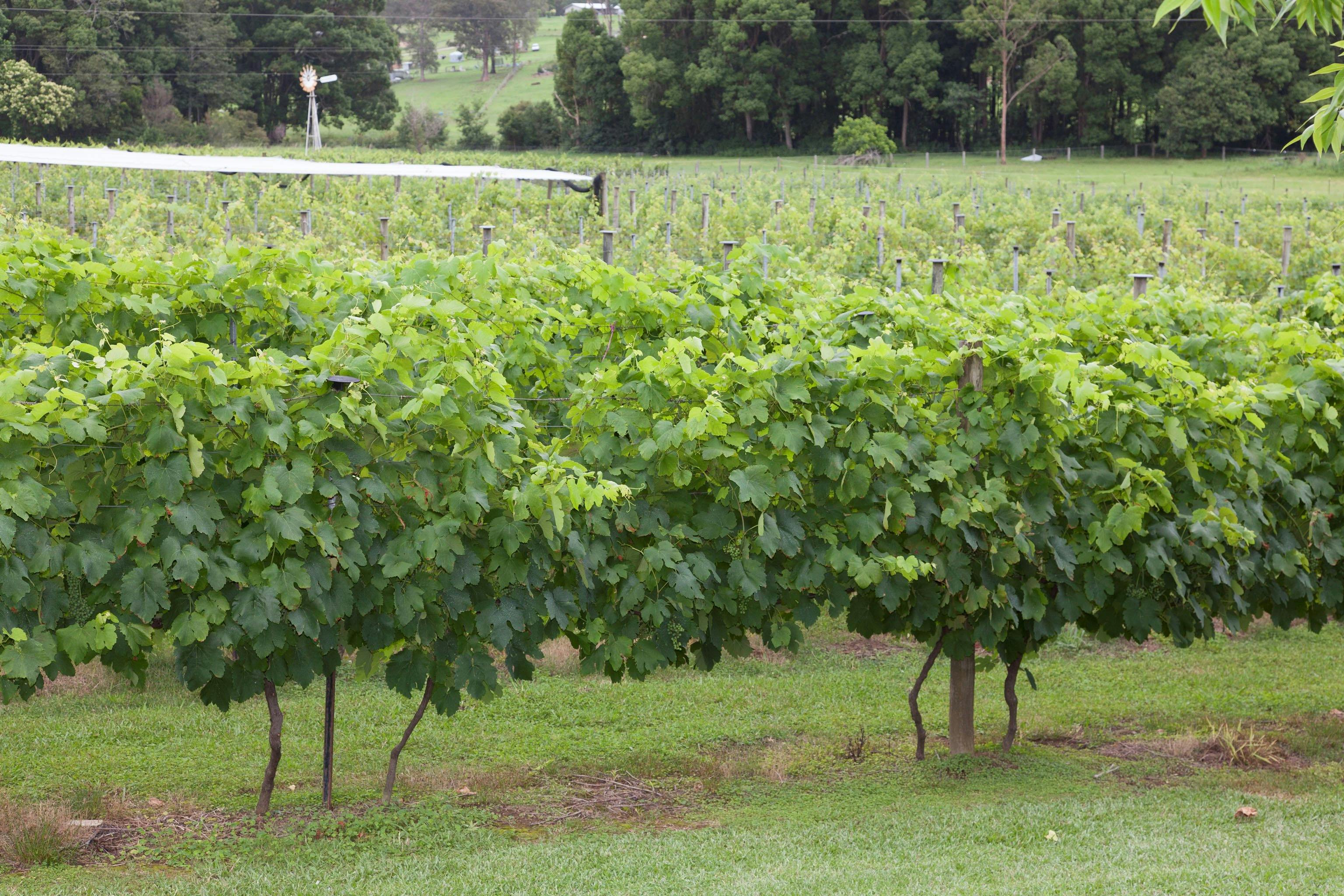 Two Tails Wines NSW Holidays & Things to Do, Attractions and Events