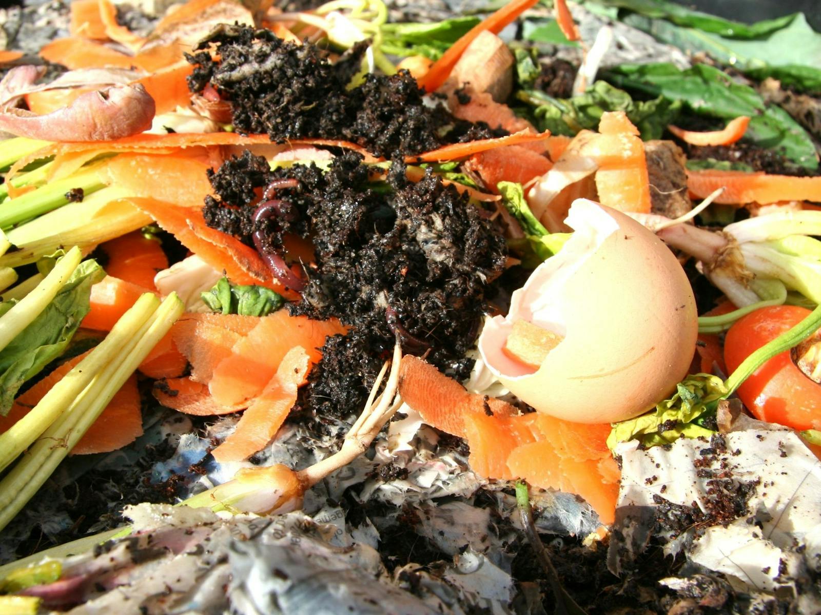 Image for Worm Farming and Composting