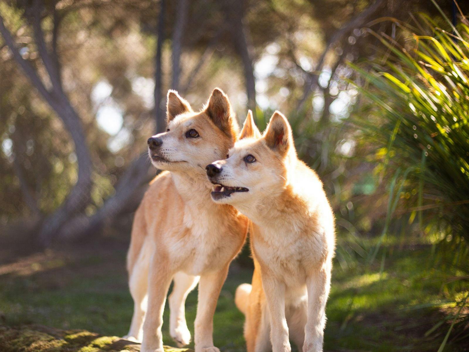 Maru Koala and Animal Park Dingoes