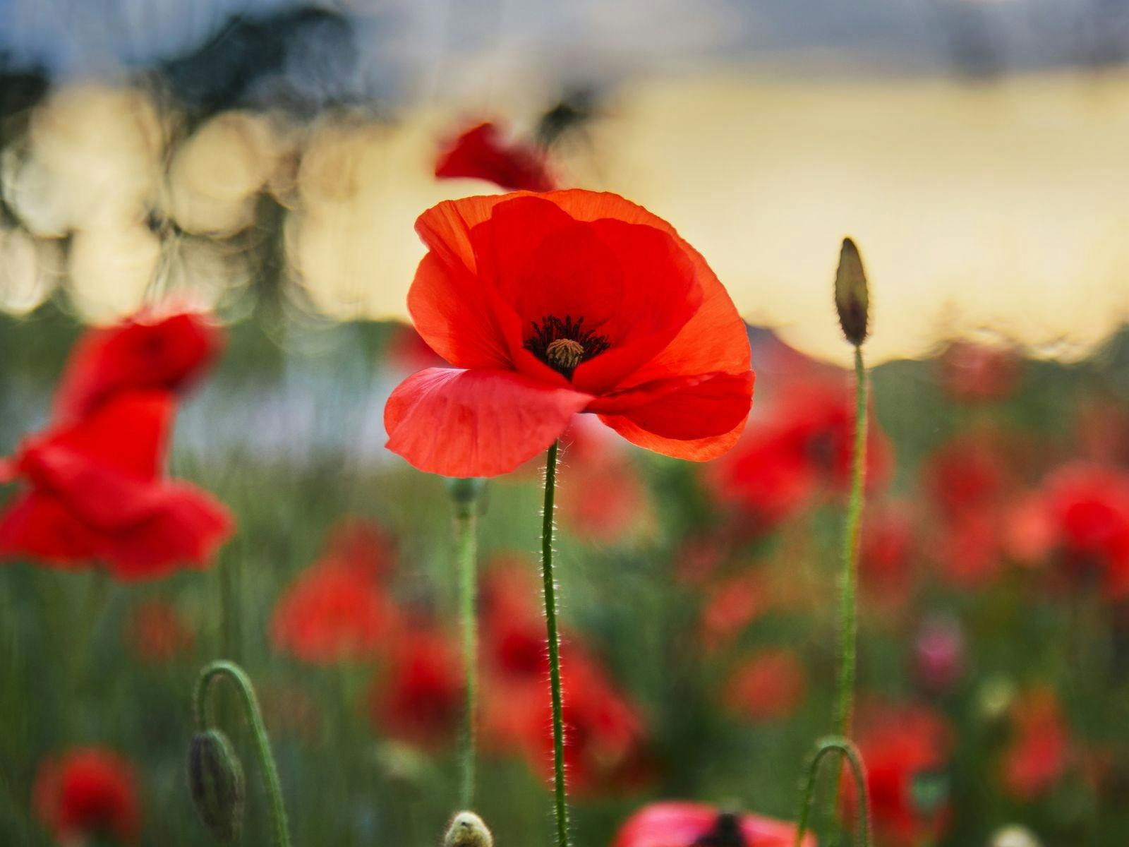 Poppy Poppy