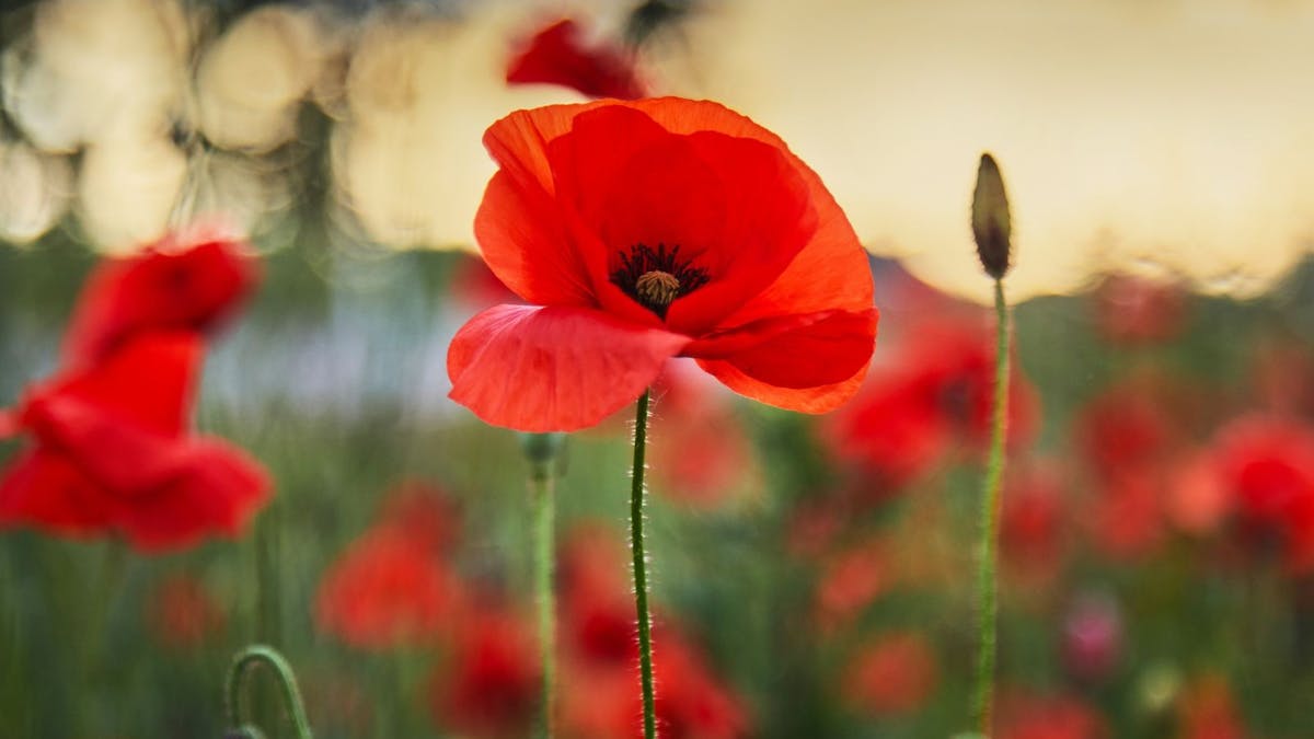 Poppy