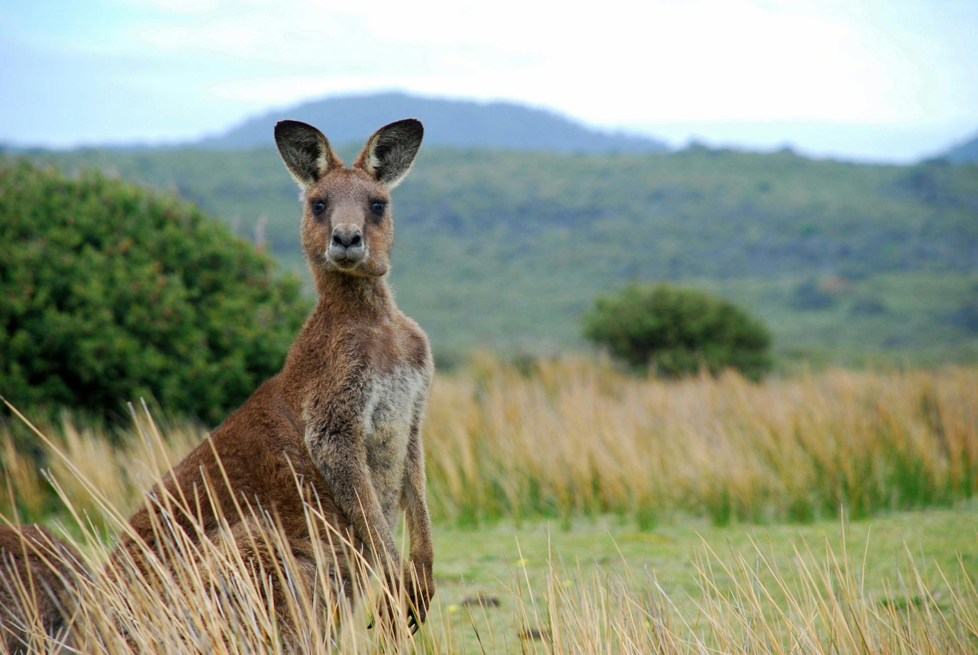 Kangaroo