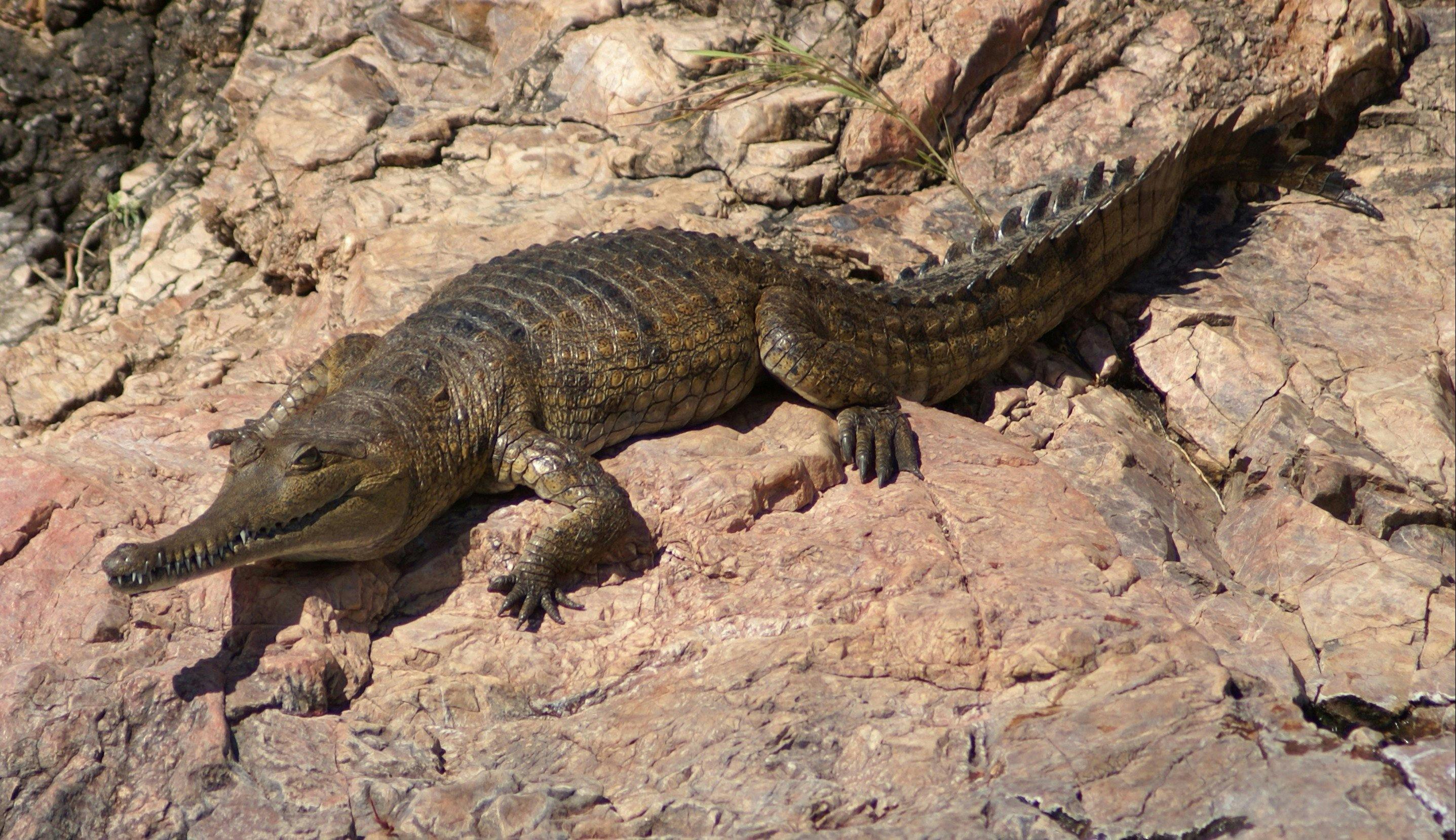 Freshwater Crocodile basking in the sun.