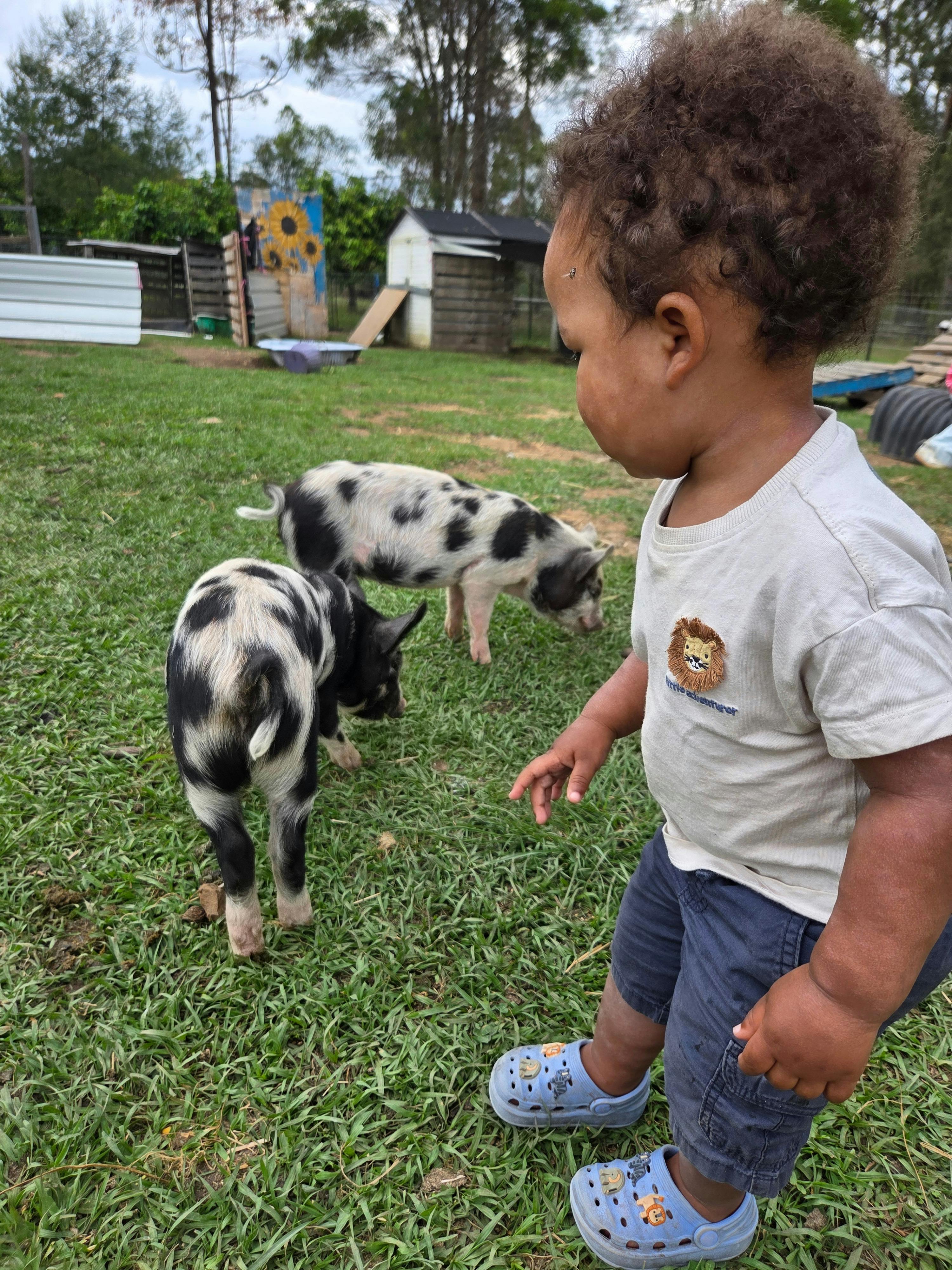 pigs