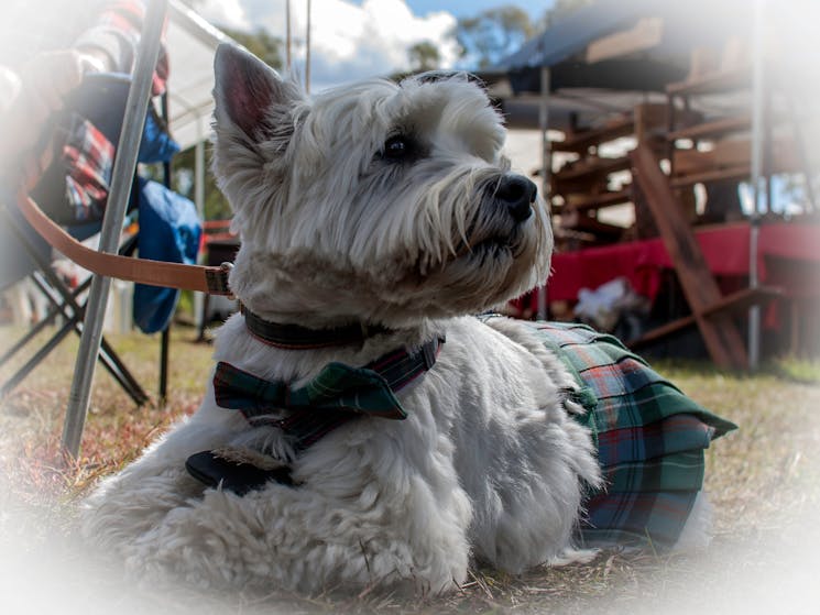 Scottie in Tartan