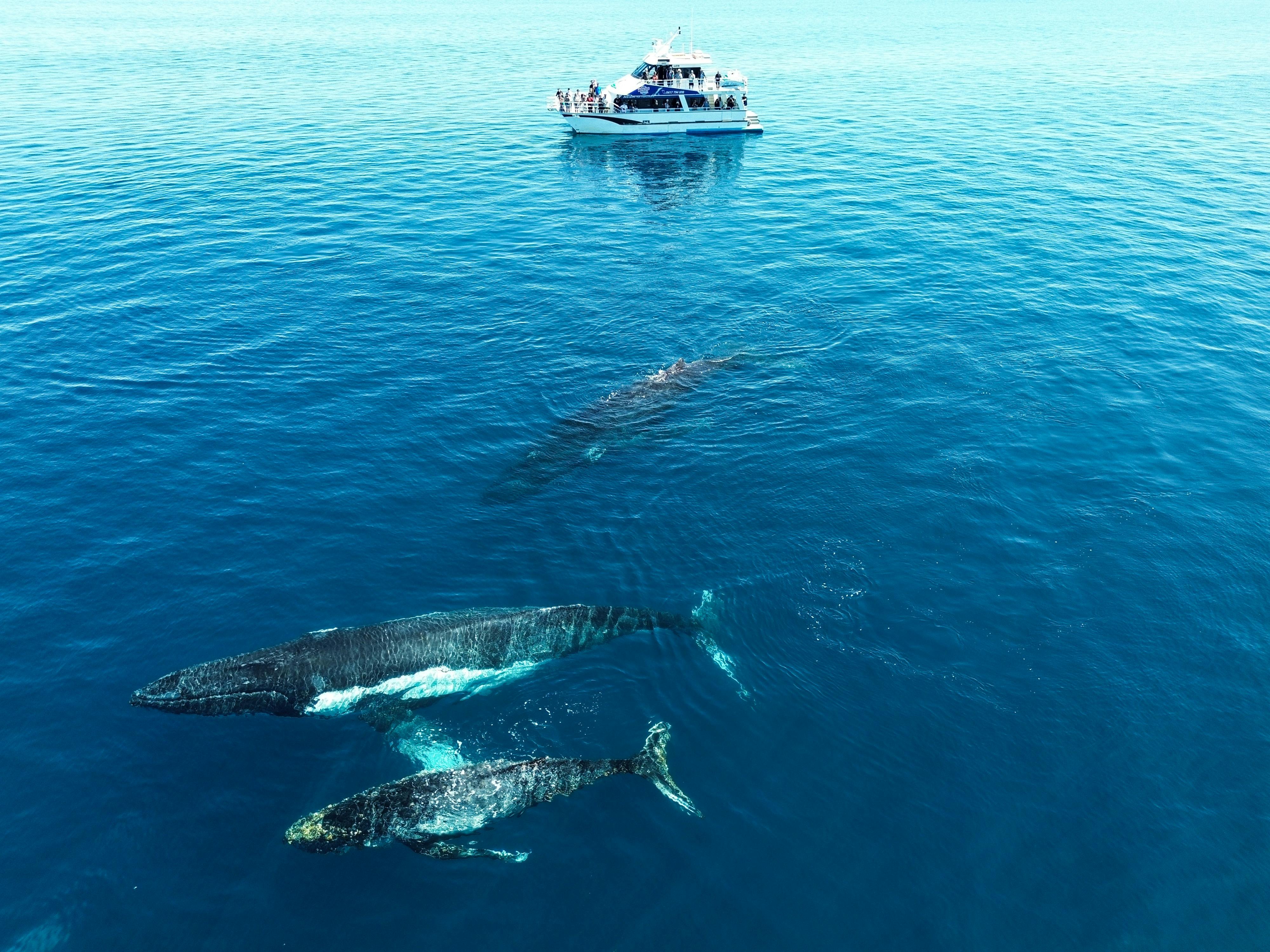 WHALE SONG - THE ONLY PURPOSE BUILT WHALE WATCHING VESSEL IN WA