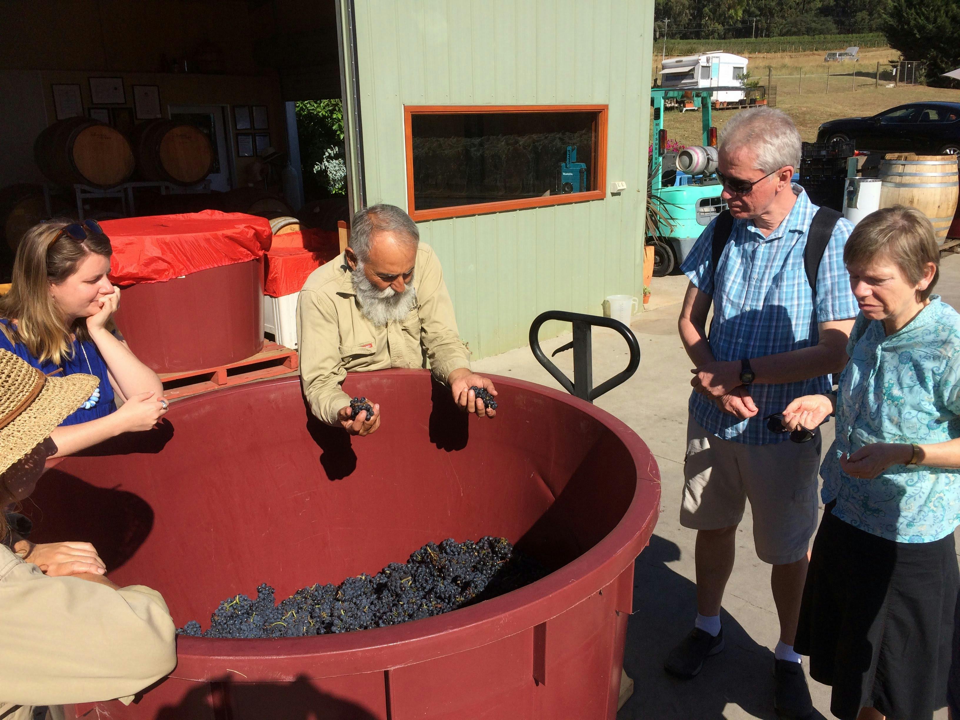 A small batch winemaker with his hands holding grapes teaching a group about wine making