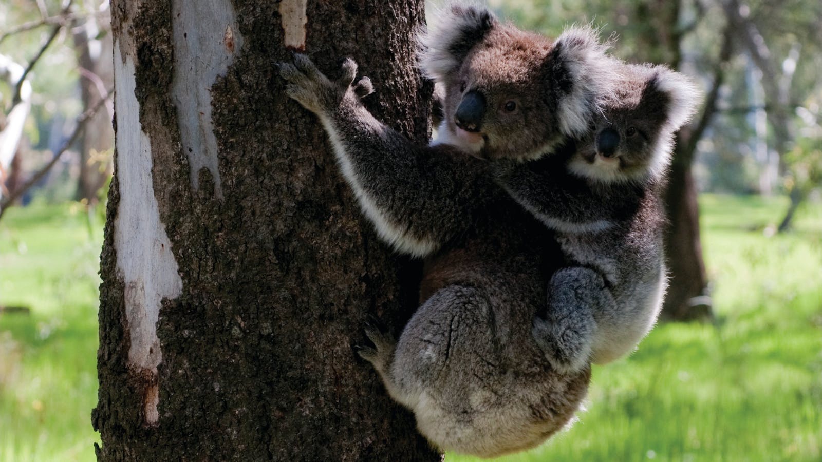 Barmah National Park
