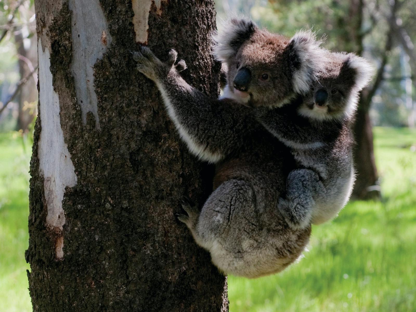 Barmah-Nationalpark