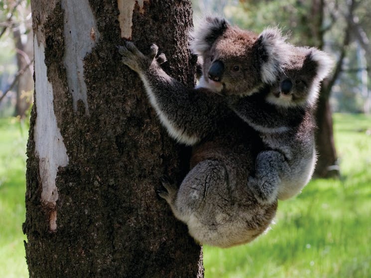 Barmah National Park