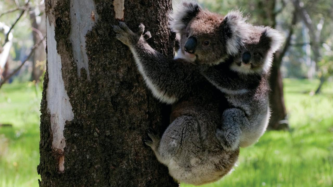 Barmah National Park