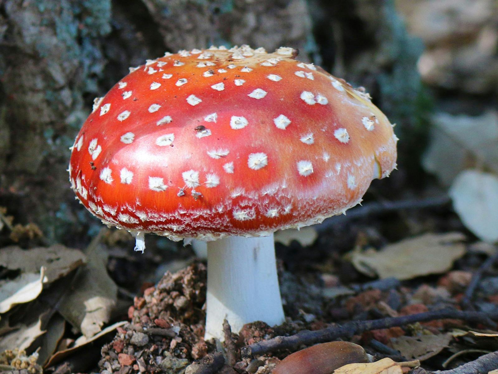 A red and white capped mushroom sits on the leafy forest floor