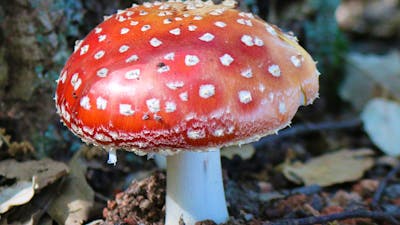 A red and white capped mushroom sits on the leafy forest floor