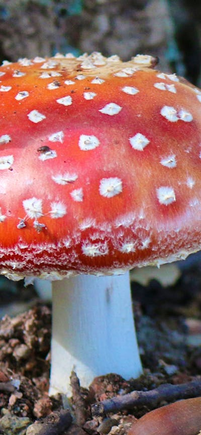 A red and white capped mushroom sits on the leafy forest floor