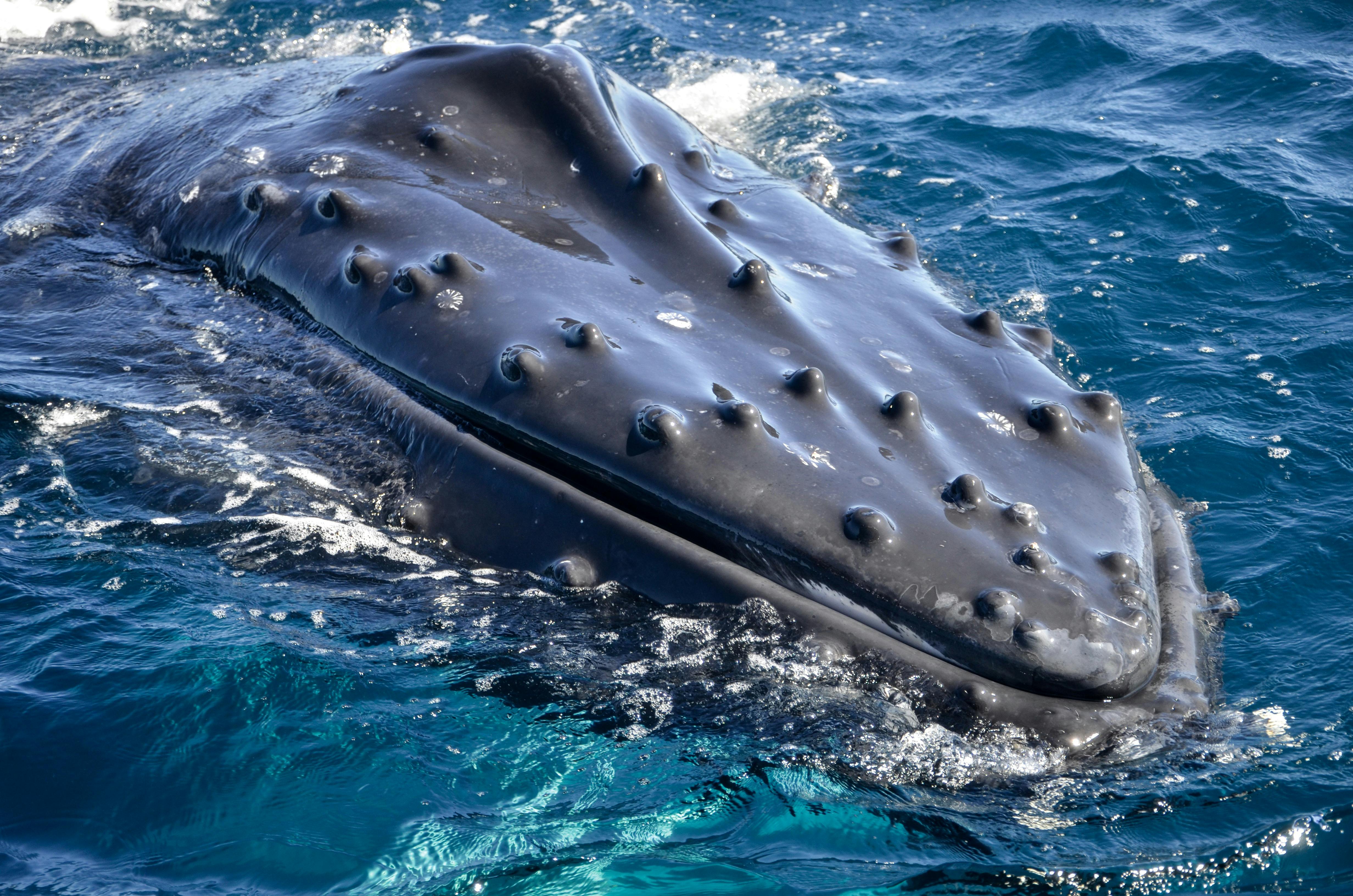 Whales In Paradise