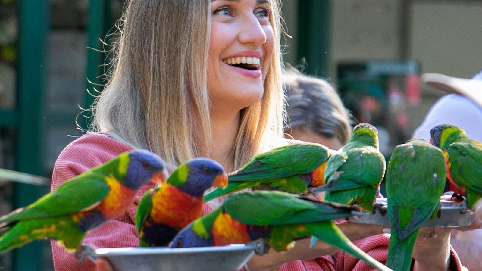Woman holding plate filled with nectar feeding wild rainbow lorikeet at Currumbin Wildlife Sanctuary Woman holding plate filled with nectar feeding wild rainbow lorikeet at Currumbin Wildlife Sanctuary