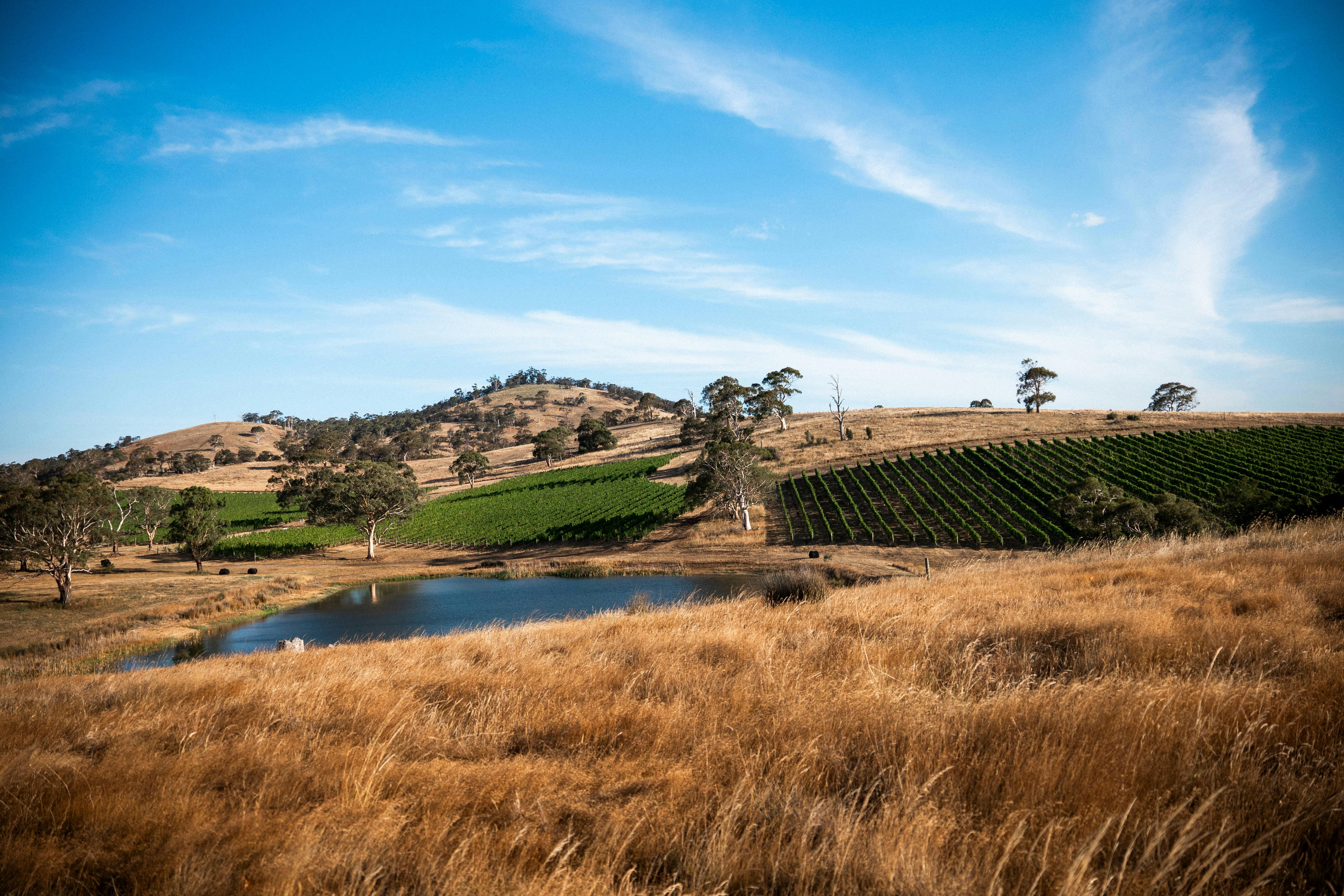 Blocks of Pinot Noir grown on steep slopes on ancient soils beside the dam amongst native grasses.