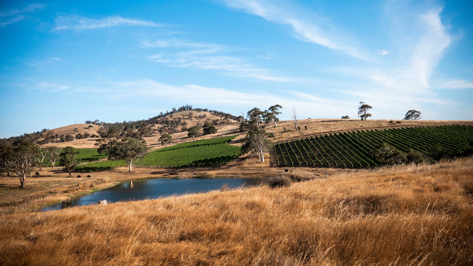 Pinot Noir grown on steep slopes on Jurassic soils develop rich flavour and character.