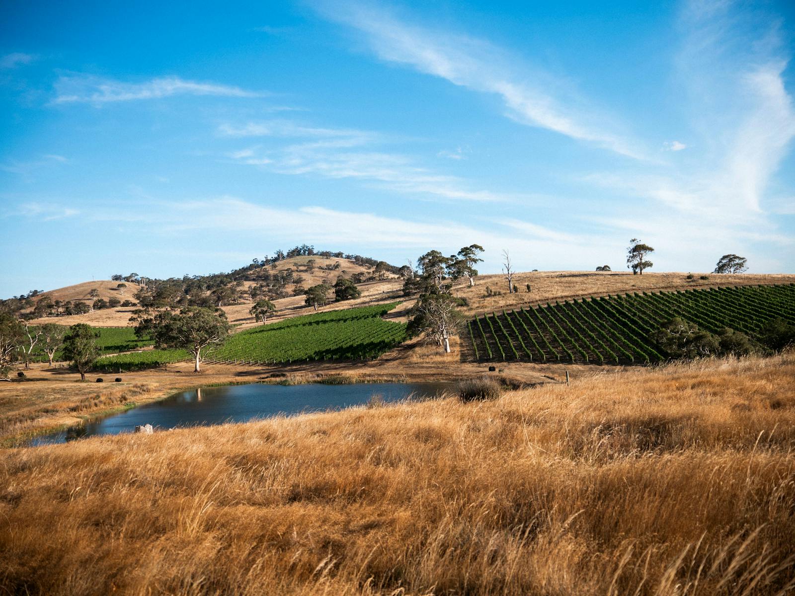 Blocks of Pinot Noir grown on steep slopes on ancient soils beside the dam amongst native grasses.
