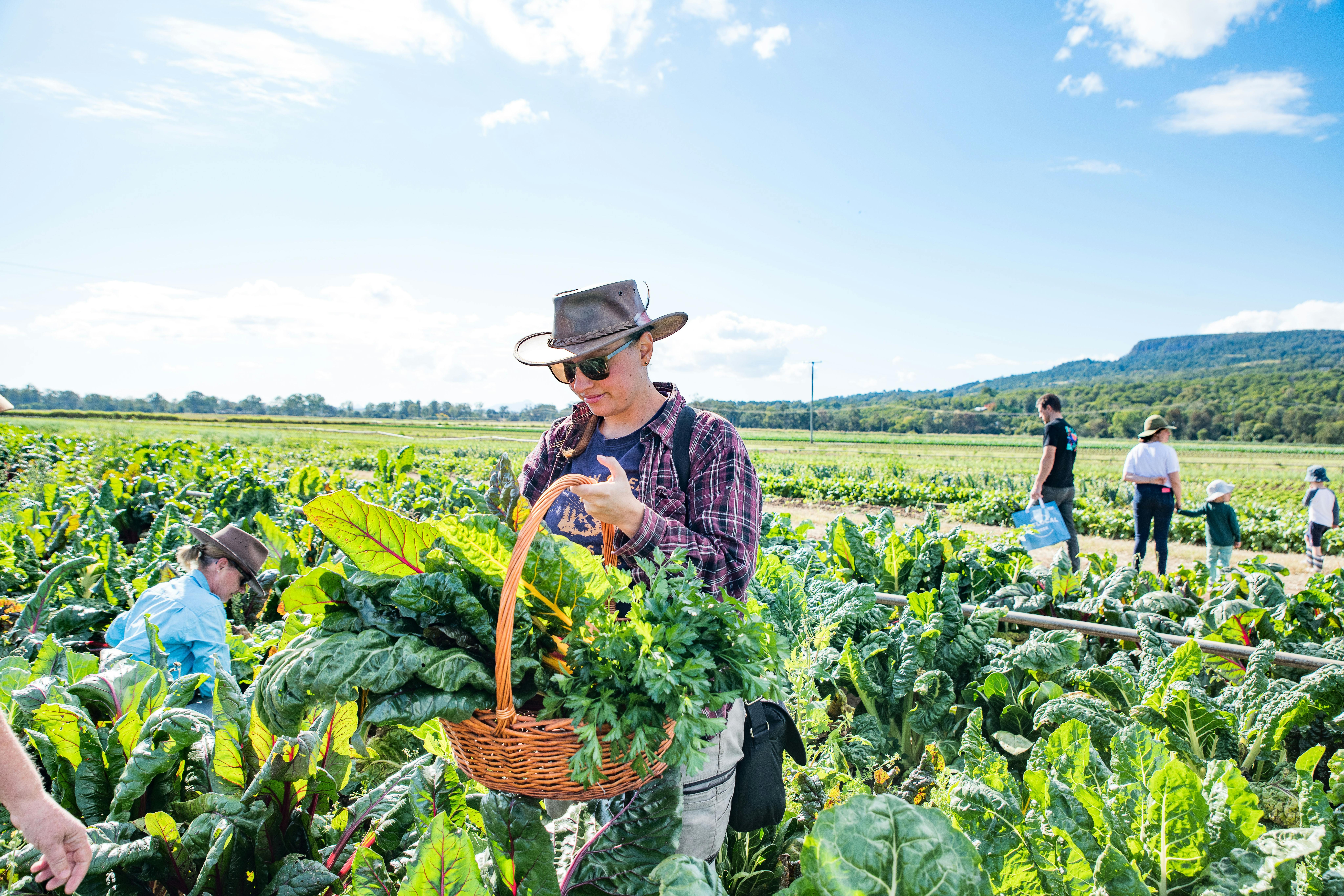 Veggie Picking with the Farmer