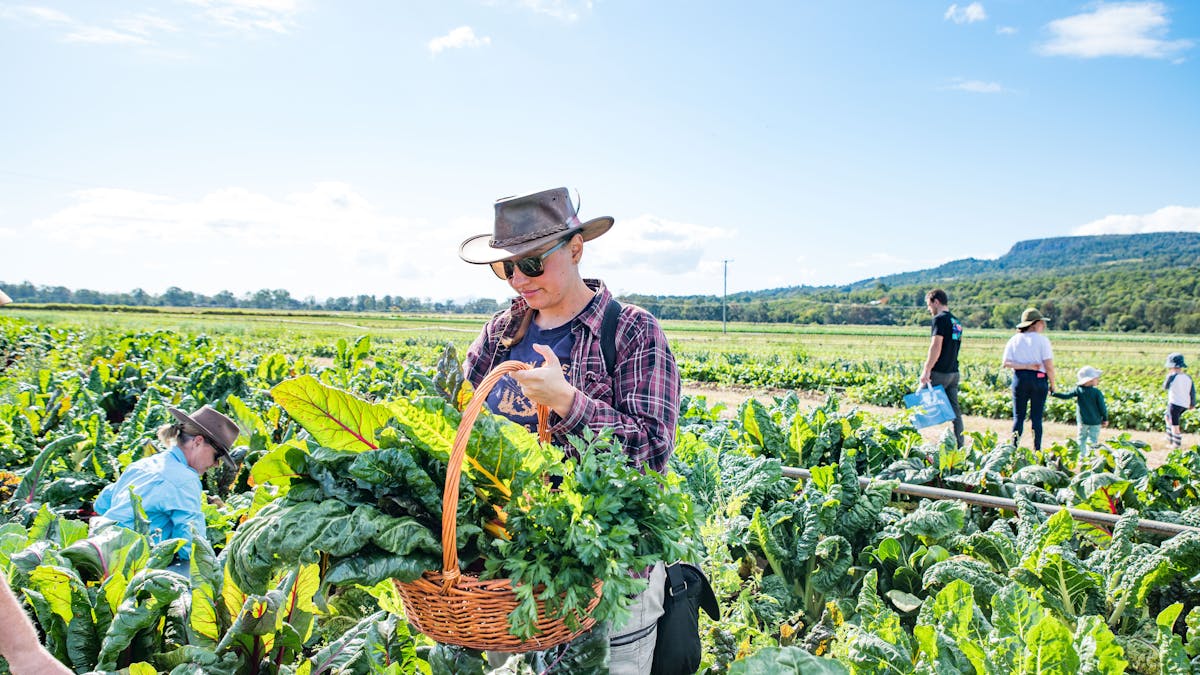 Women standing in paddock picking a basket full of fresh, green vegetables