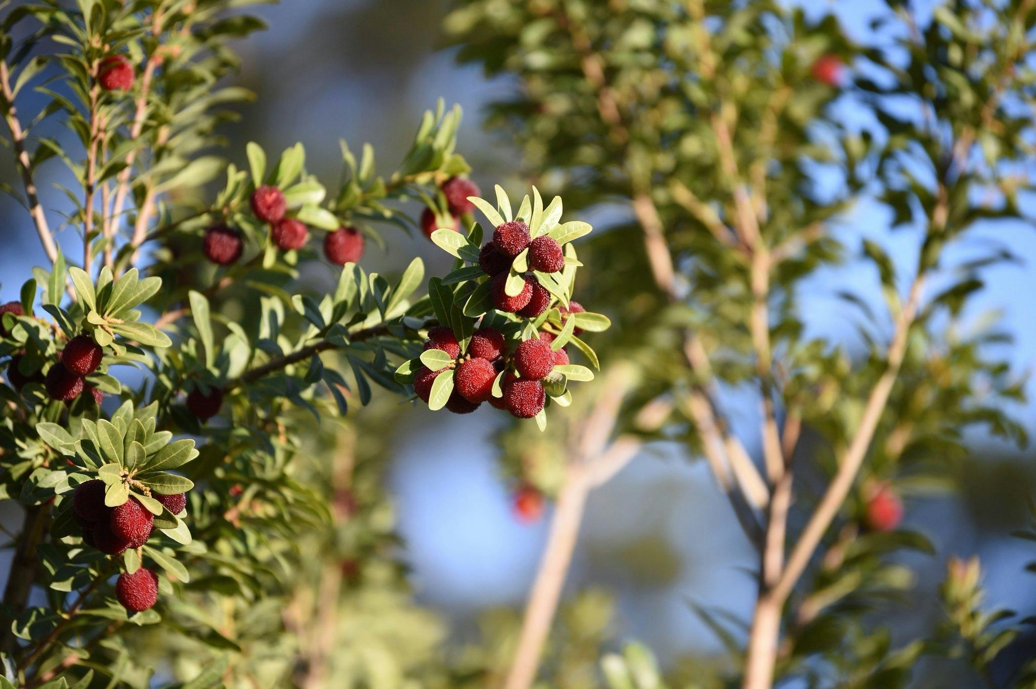 Clusters of ripe red bayberries on a branch with blue sky behind