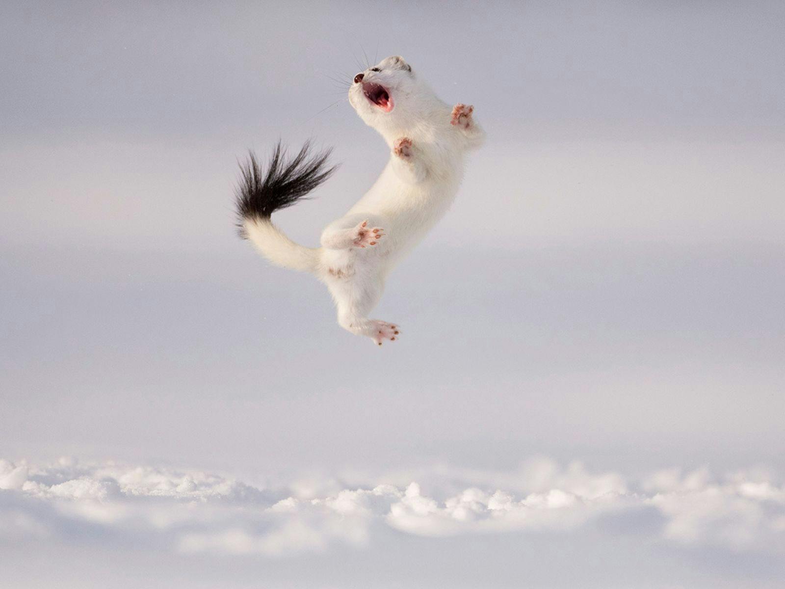 Wildlife Photographer of the Year