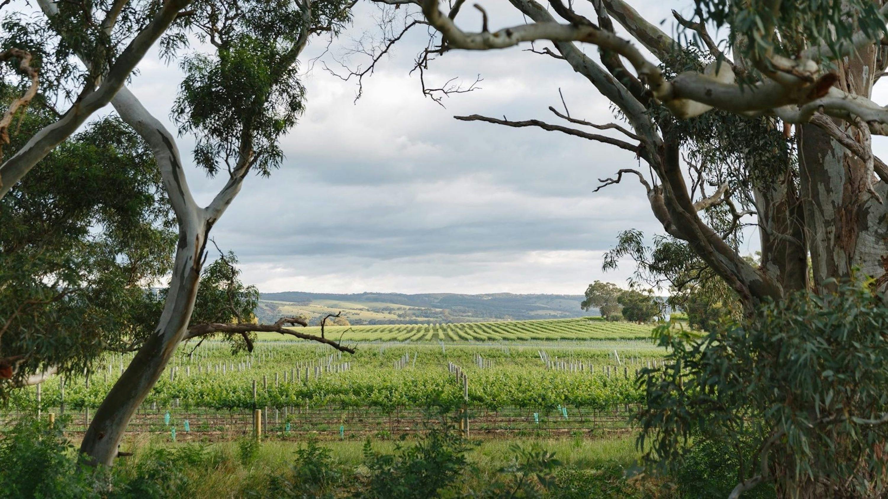 Viewfrom Mitolo Wines Cellar Door and restaurant