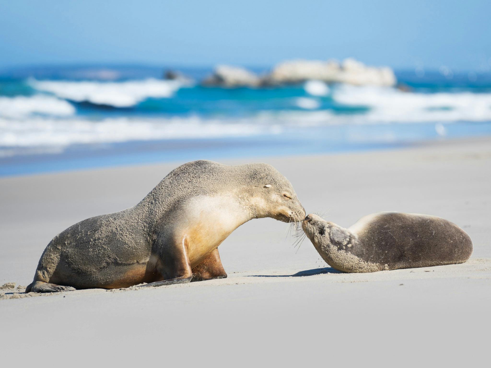 A mother and pup Australian Sea Lions bump noses