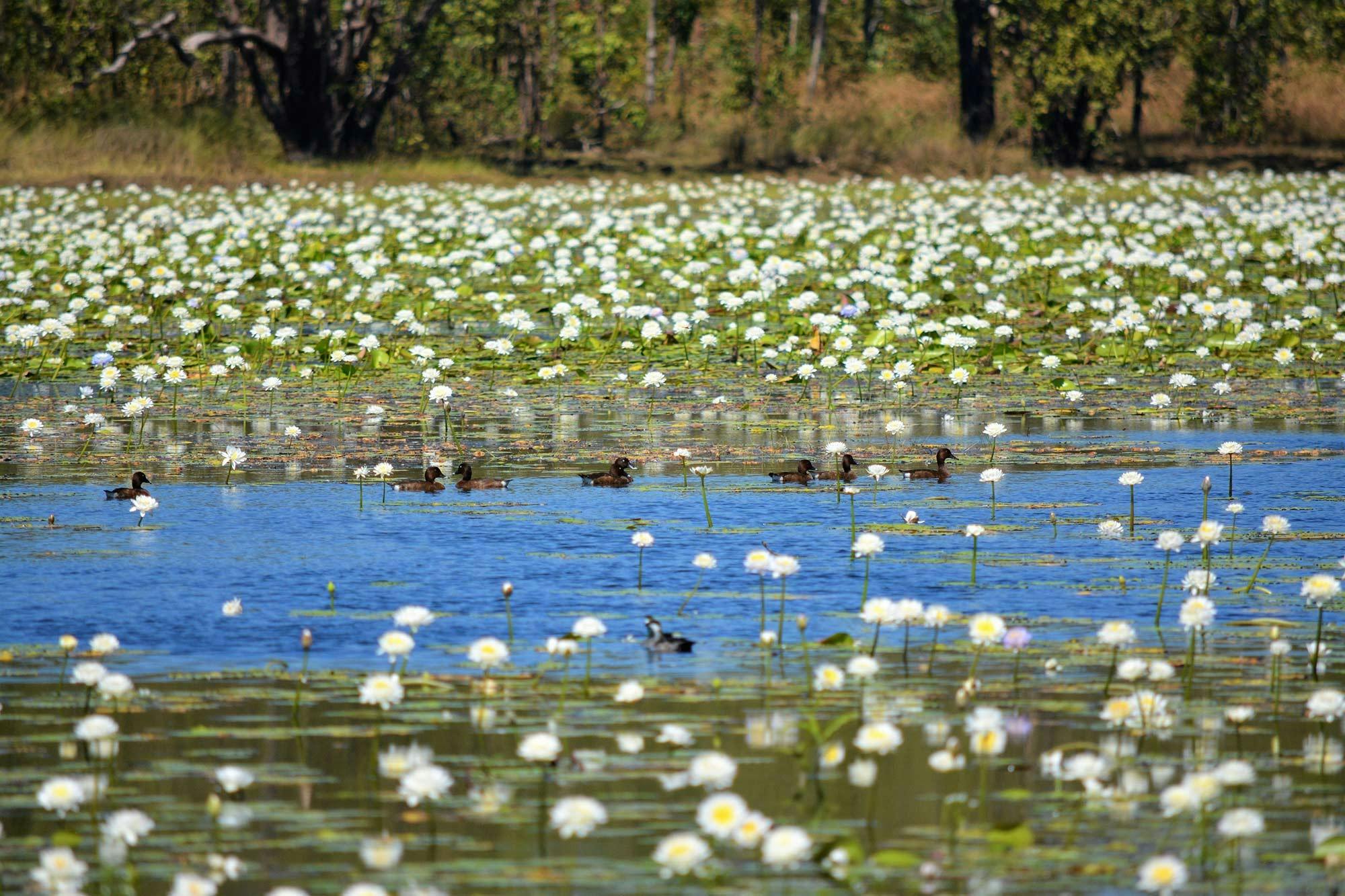 Lilies of the Top End