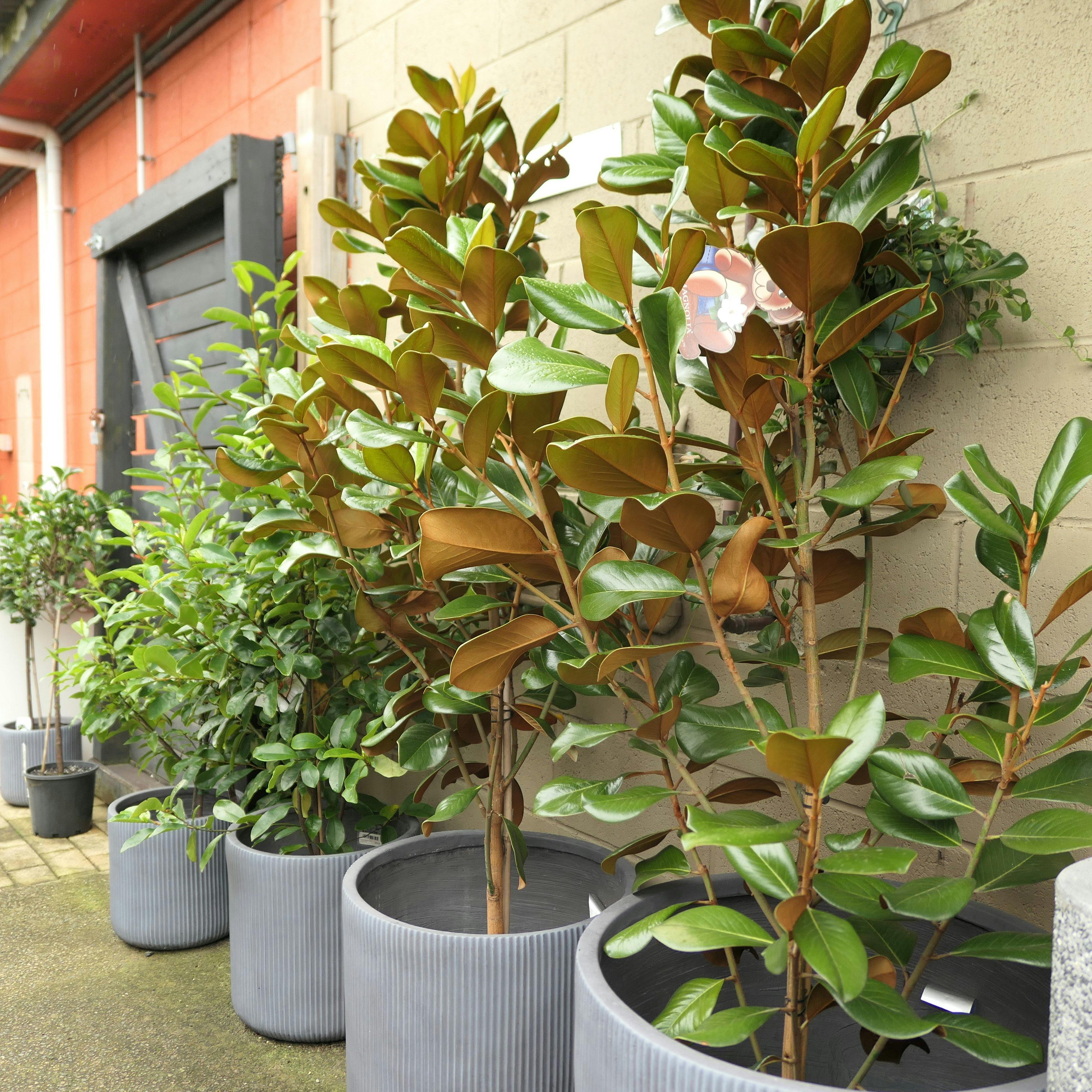 戶外花盆和樹木