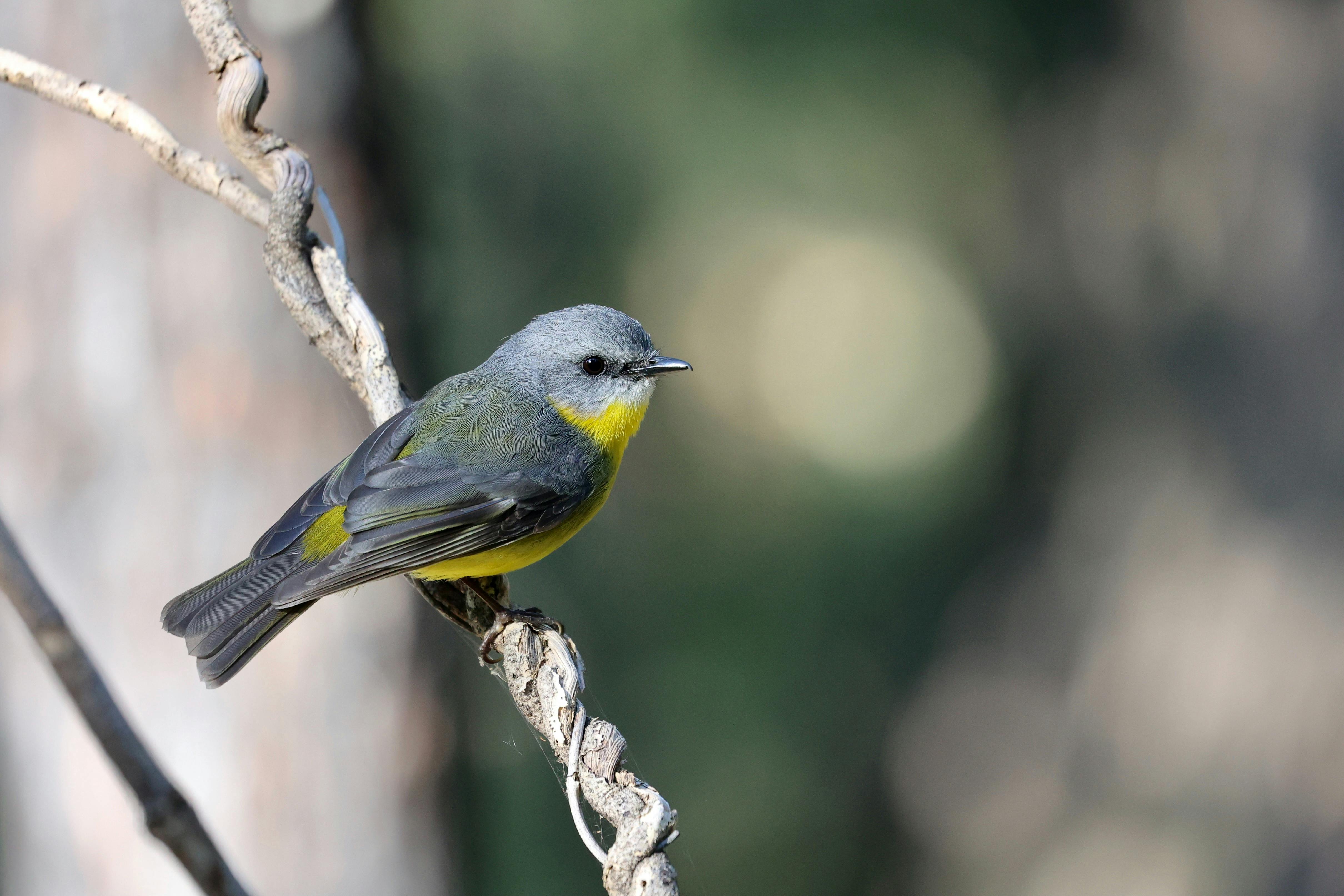 A golden whistler bird