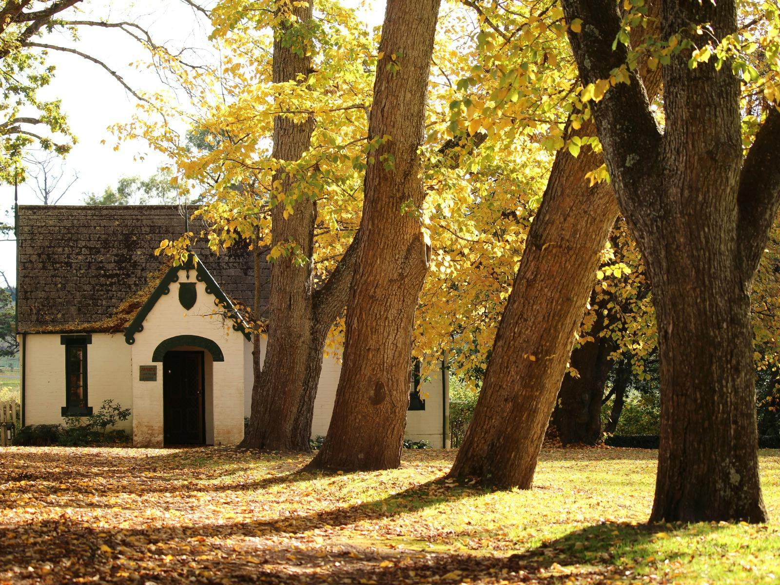 One storey white cottage at the end of a tree lined driveway in autumn colours
