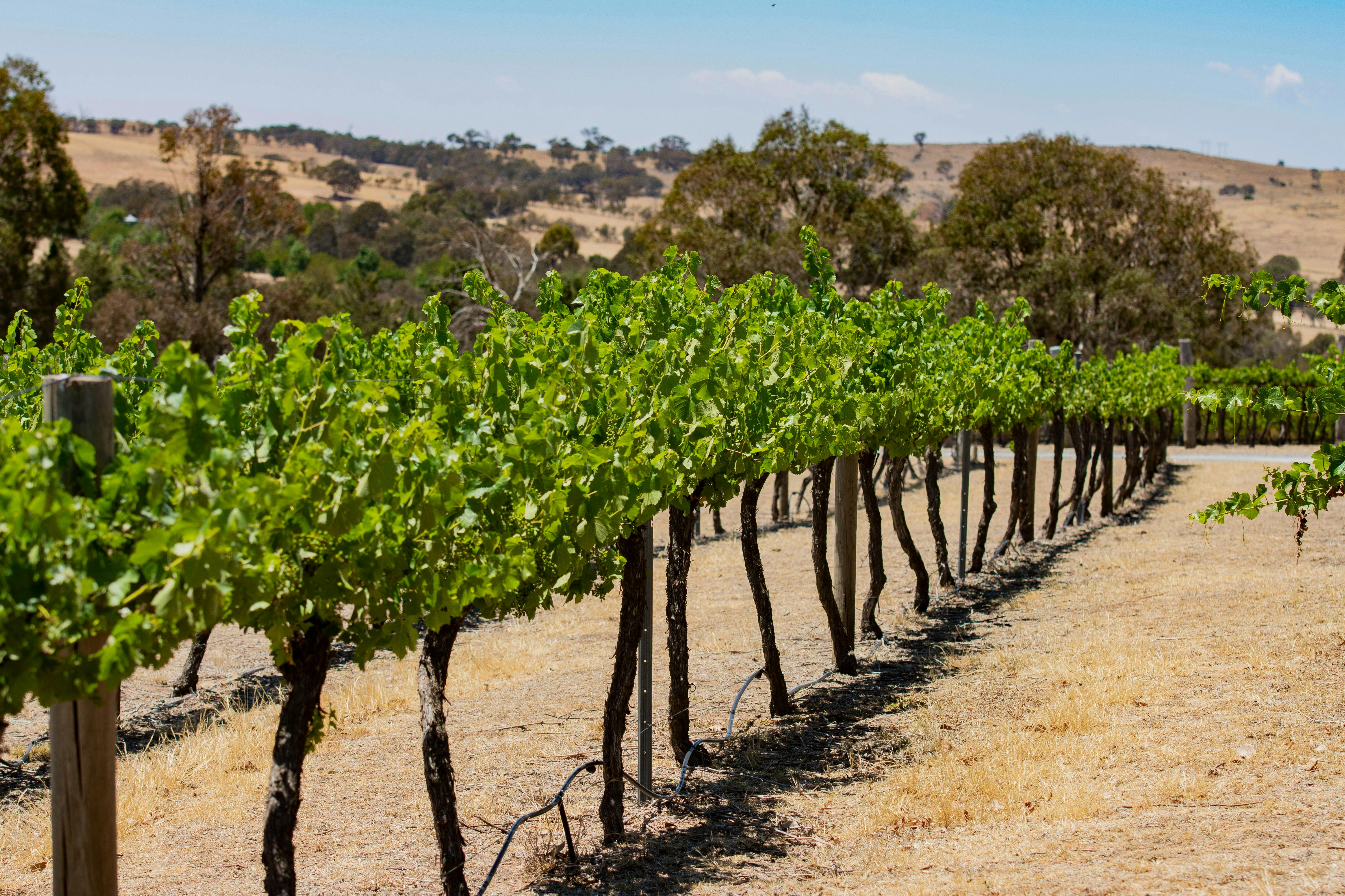 Enchanting Jeir Creek: Where Beauty Meets Wine in Perfect Harmony