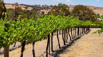 Enchanting Jeir Creek: Where Beauty Meets Wine in Perfect Harmony