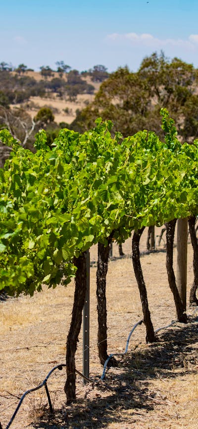 Enchanting Jeir Creek: Where Beauty Meets Wine in Perfect Harmony