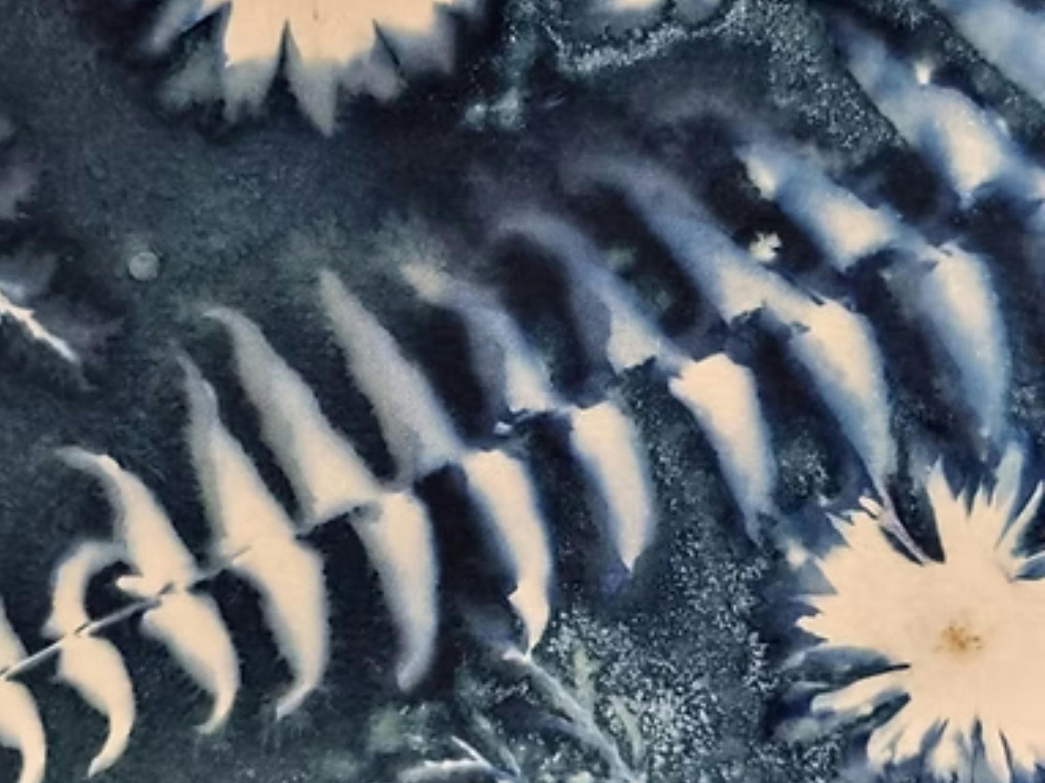 Wet Cyanotype (Sun Print) on Paper with Elaine Camlin - Adult Workshop