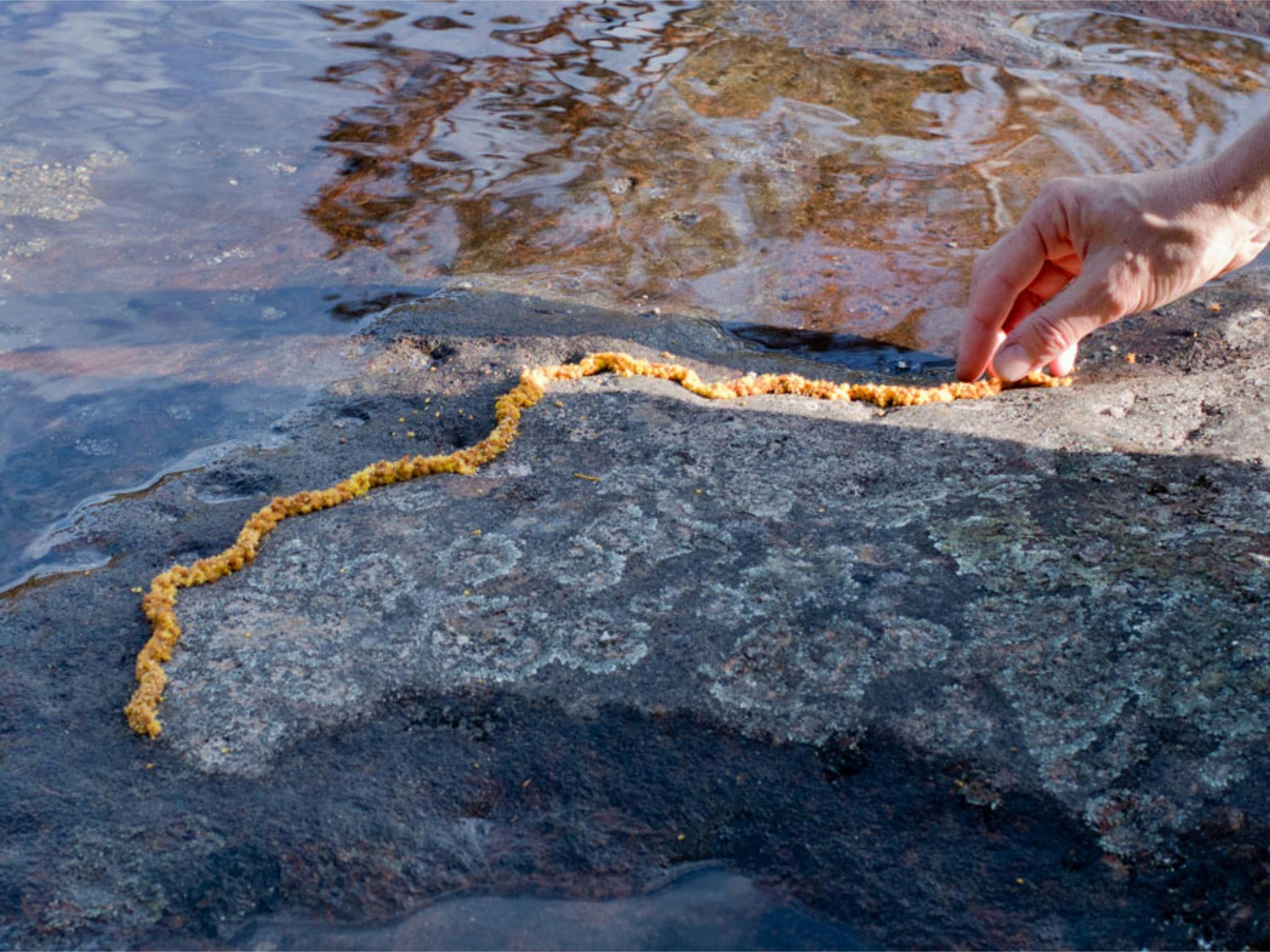 a hand places petals on a rock in a stream as an ephemeral artwork