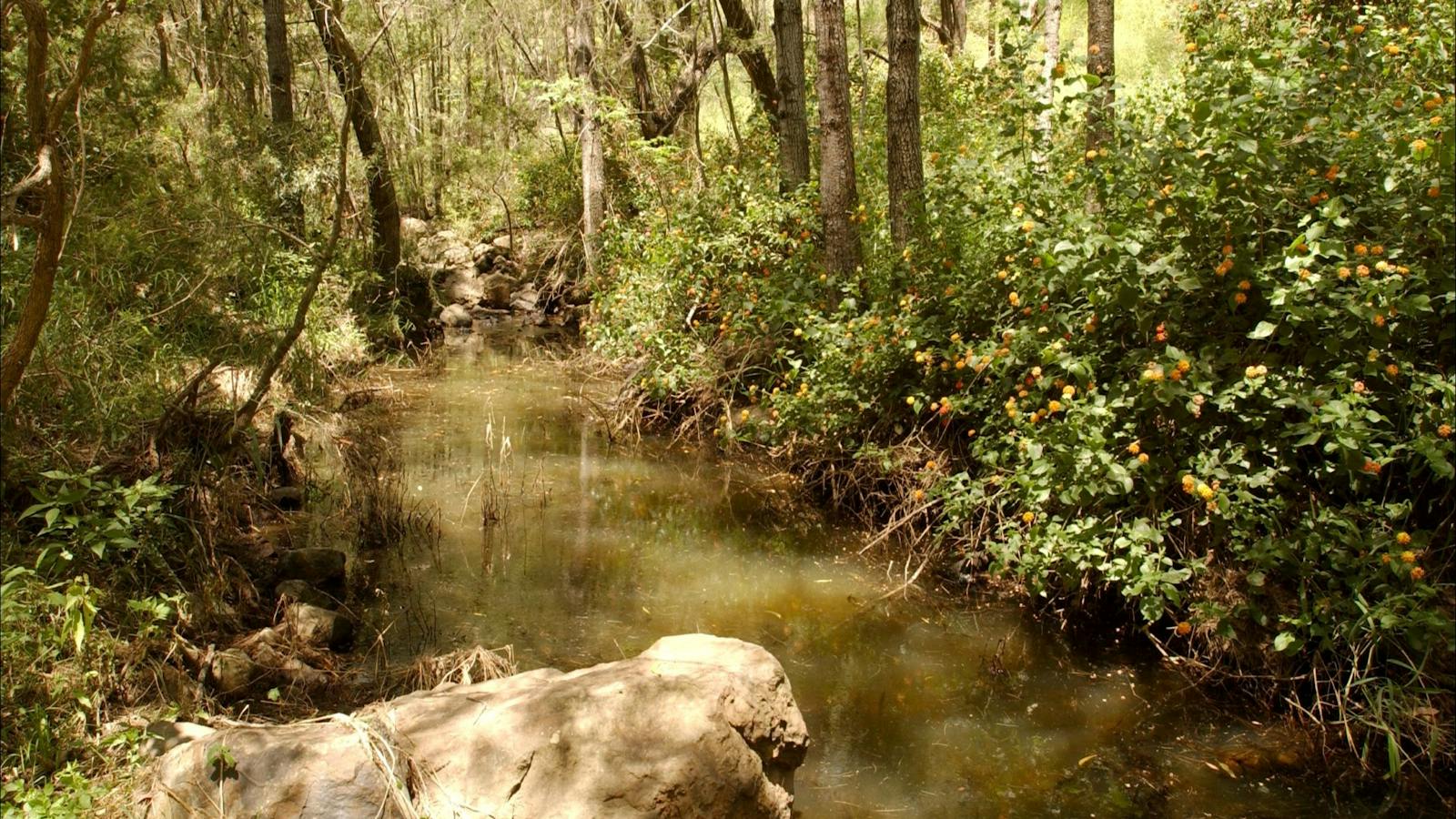 Sandy Creek Track
