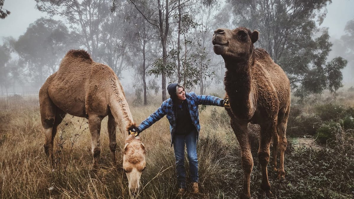 Meet our camels, Cleo and Nile