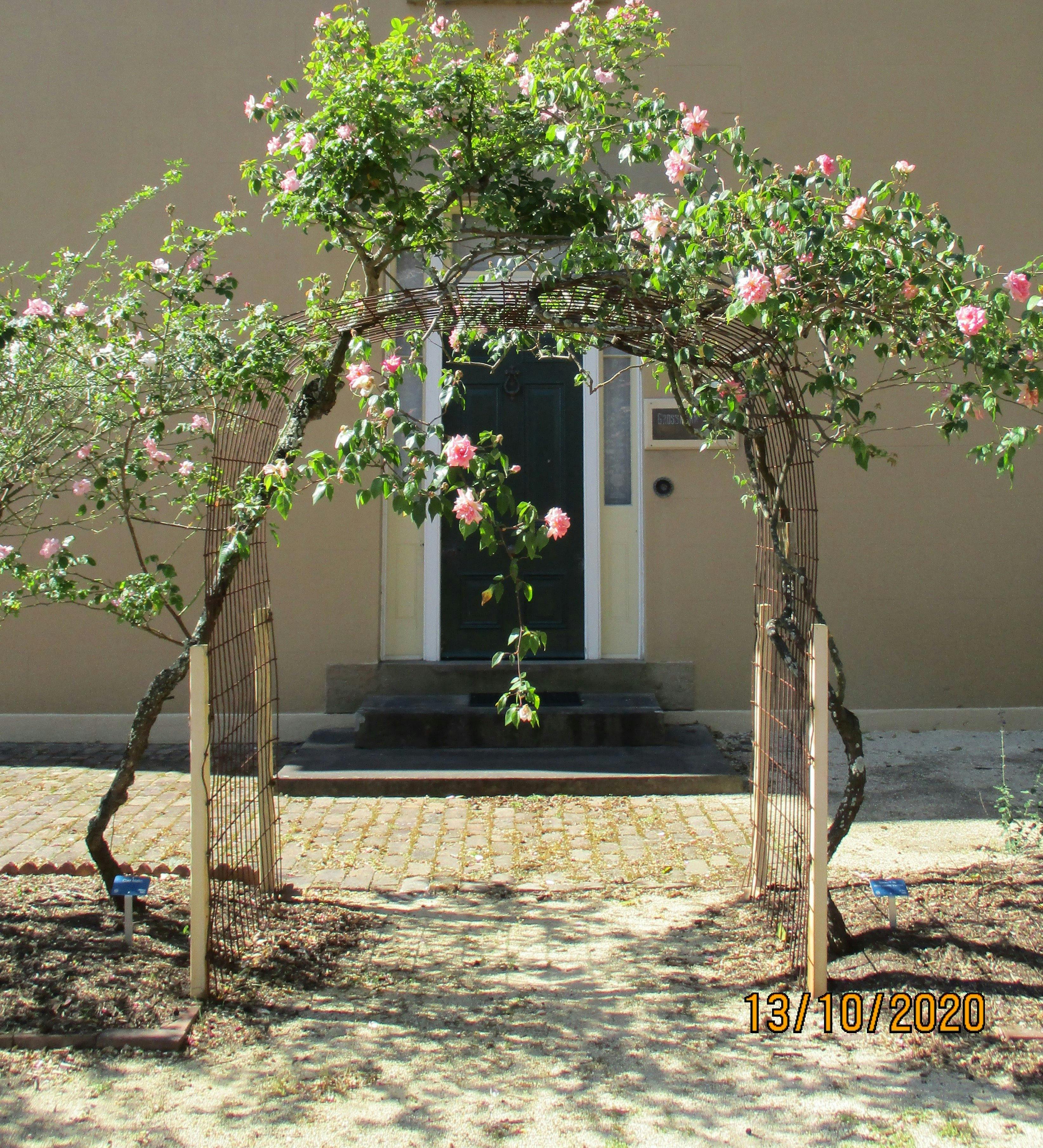 Heritage roses frame the doorway of a building