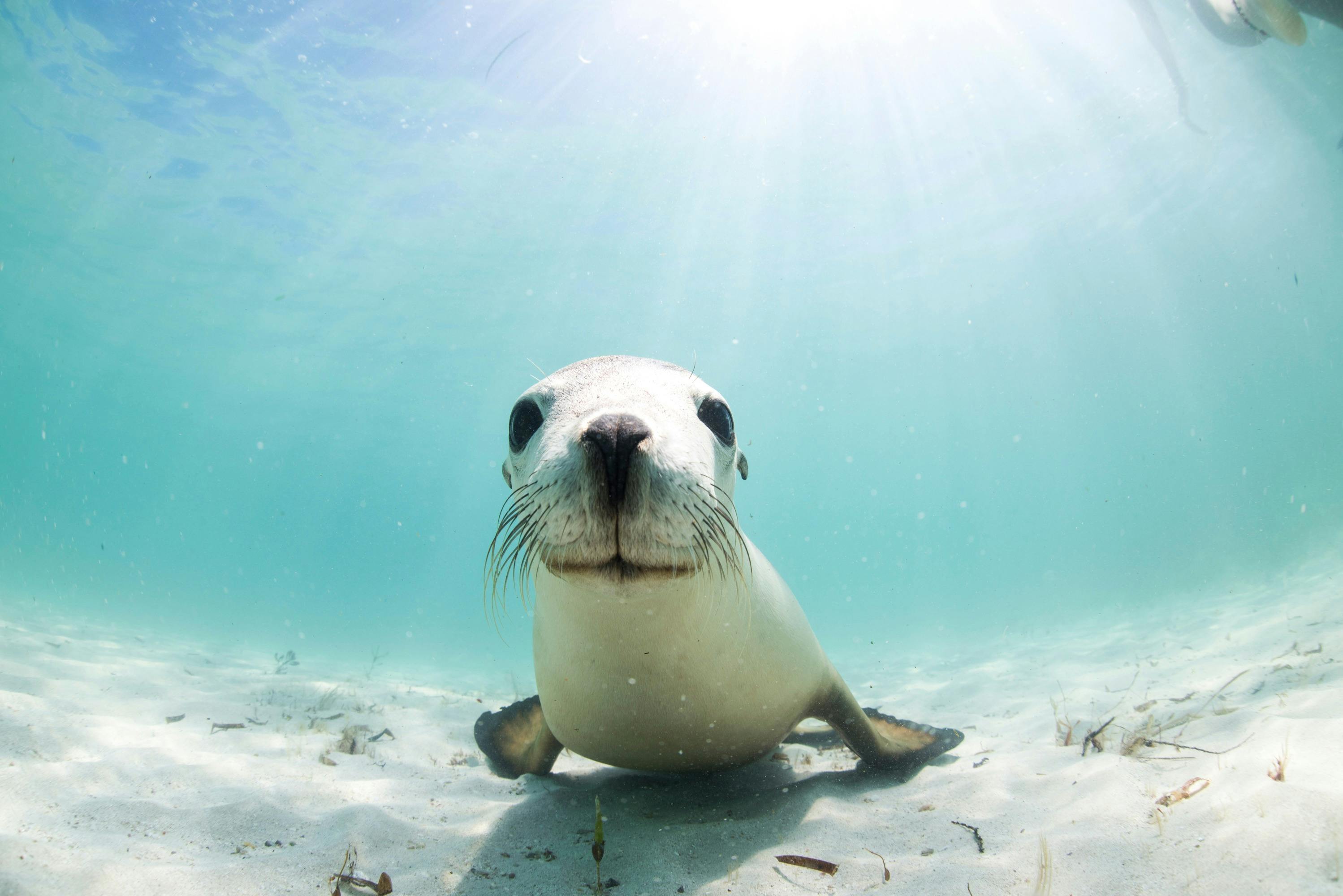 Sea Lion interaction with this tour aboard Turquoise Safaris with New Leaf Connect