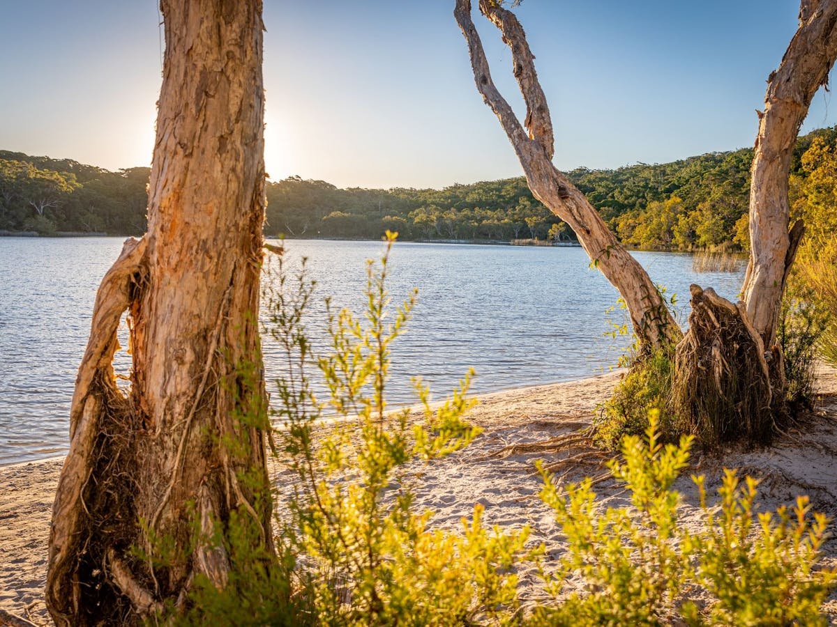 Poona lake with blue skies and paper bark trees Poona lake with blue skies and paper bark trees