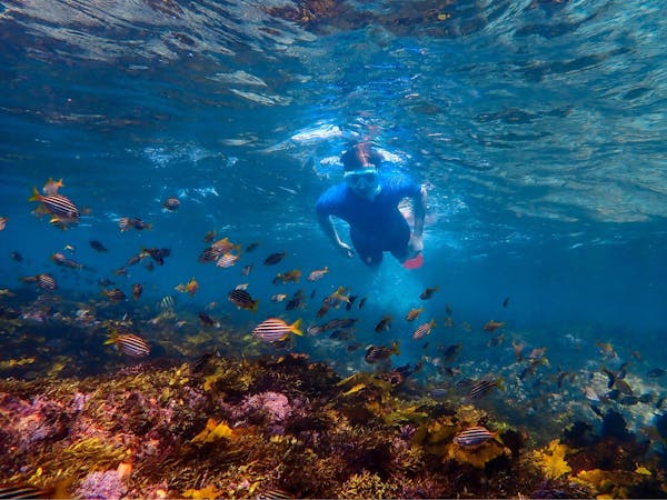 Sydney Snorkeling