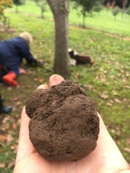 Red Hill Truffles