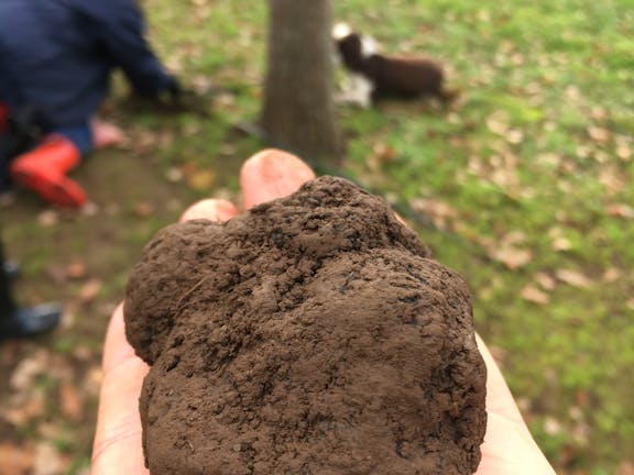 Red Hill Truffles